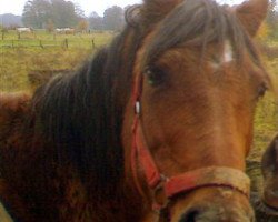 broodmare Birka (German Riding Pony, 1977, from Morys)