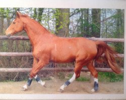 horse Rondo 204 (Westphalian, 1989, from Reimondo)