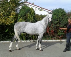 jumper Amarillus (KWPN (Royal Dutch Sporthorse), 2005, from Larino)