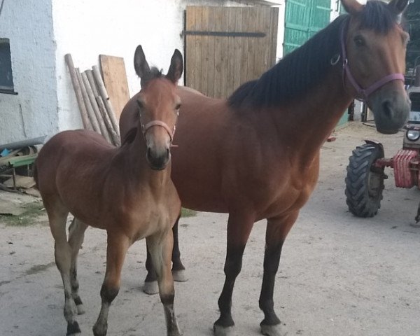 Pferd Nero (Schweres Warmblut, 2016)