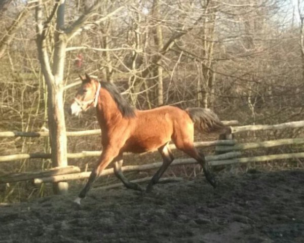 horse Pietro (German Warmblood, 2015)