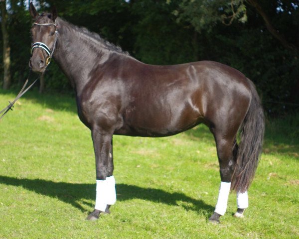 broodmare Riccios Süße (Rhinelander, 2011, from Riccio)