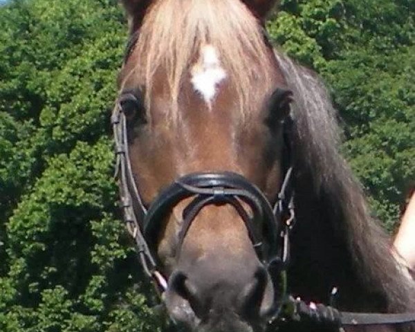 dressage horse Gary Cooper 14 (German Riding Pony, 2001, from Galant)