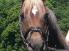 dressage horse Gary Cooper 14 (German Riding Pony, 2001, from Galant)