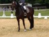 broodmare Cascada 53 (Hanoverian, 2007, from Count Grannus)