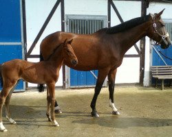 jumper Sir Wego (Zangersheide riding horse, 2016, from Sir Obolensky Z)