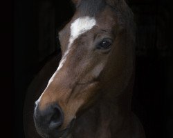 broodmare G-Petite (Holsteiner, 1992, from Palton xx)