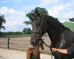 broodmare Marquesa I (Holsteiner, 1997, from Marquis)