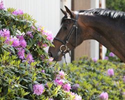 jumper Lucky Seven 4 (Holsteiner, 2010, from Lucky Champ)