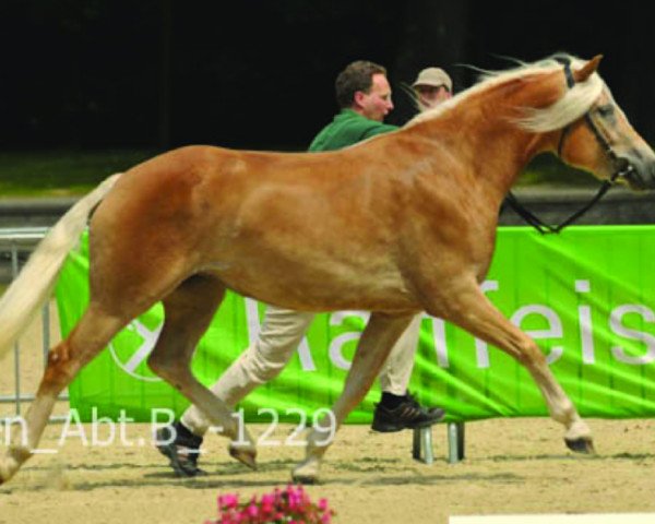 Zuchtstute Stellami H (Haflinger, 2006, von St.Moritz)