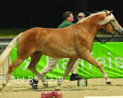 broodmare Stellami H (Haflinger, 2006, from St.Moritz)