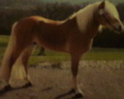 stallion Nautic (Haflinger, 2006, from Nastral)