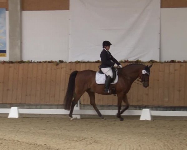 Reitturnier Grafenrheinfeld 2019