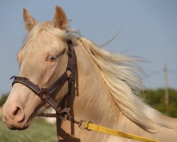 Pferd Melocoton (Lusitano,  )