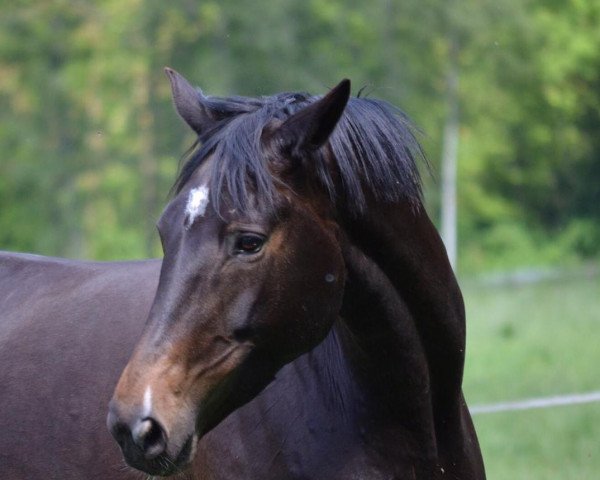 broodmare Tiramisu (Trakehner, 2010, from Hirtentanz 2)