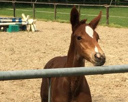 Springpferd Vino Tinto W (Westfale, 2016, von Vancouver d'Auvray)