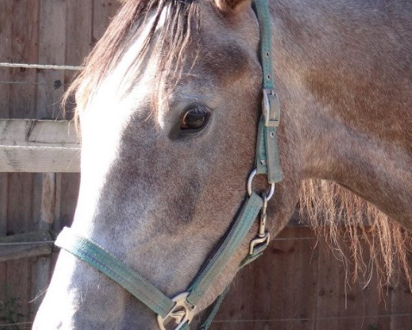 broodmare Fairbanks (Holsteiner, 2013, from Mylord Carthago)