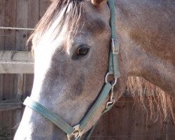 broodmare Fairbanks (Holsteiner, 2013, from Mylord Carthago)