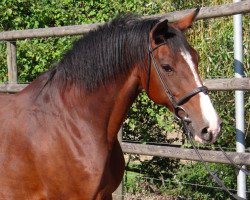 broodmare Sweet Lady I (Holsteiner, 2002, from Cassini I)