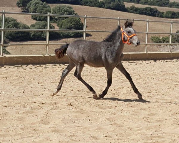 horse CORAZÓNA (Pura Raza Espanola (PRE), 2016)