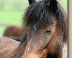 dressage horse Peti (unknown, 1994)