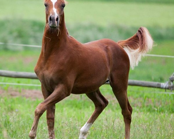 Pferd Mahd Malukhi (Vollblutaraber, 2015, von Youri Noir)