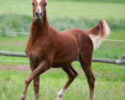 horse Mahd Malukhi (Arabian thoroughbred, 2015, from Youri Noir)