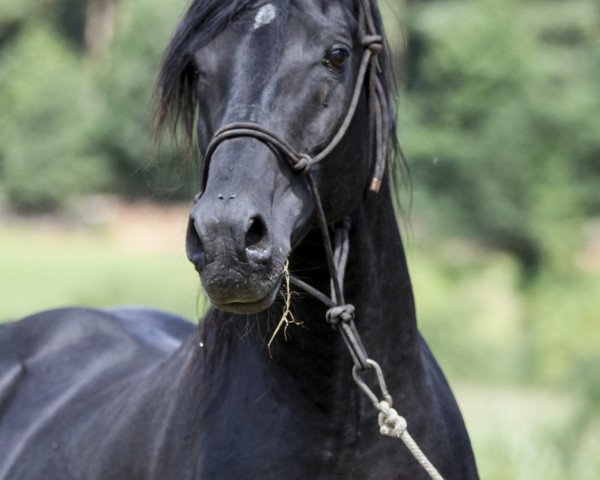 stallion Youri Noir (Arabian thoroughbred, 1999, from Waseem Mouraad ox)