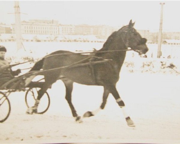 Deckhengst Gipnoz (Orlow-Traber, 1957, von Pingvin)