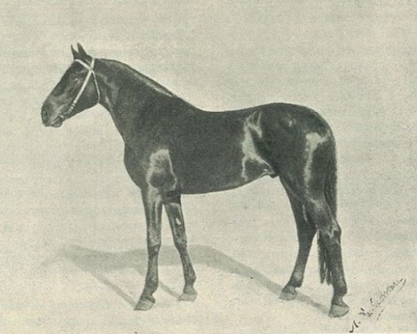 stallion Barin Molodoj (Orlov Trotter, 1903, from Varmik)