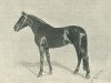 stallion Barin Molodoj (Orlov Trotter, 1903, from Varmik)