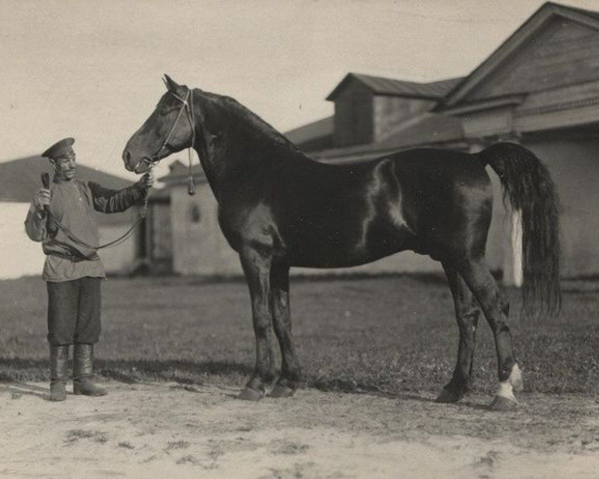 Deckhengst Barchuk (RU) (Orlow-Traber, 1912, von Barin Molodoj)