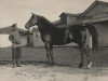 stallion Barchuk (RU) (Orlov Trotter, 1912, from Barin Molodoj)