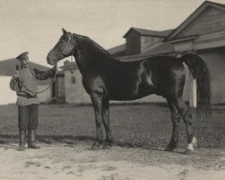 Deckhengst Barchuk (RU) (Orlow-Traber, 1912, von Barin Molodoj)