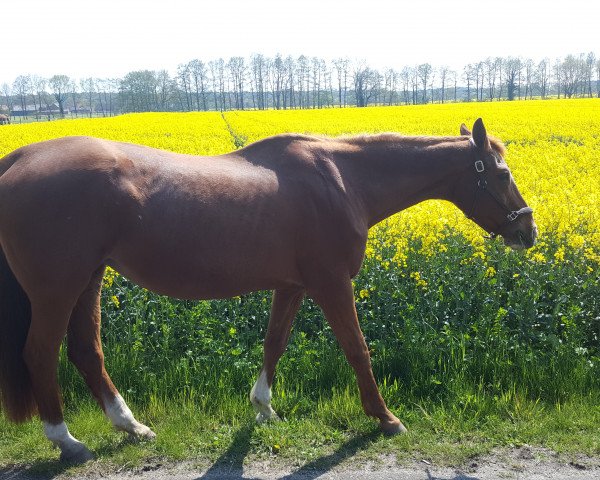 Pferd Michelle (Hannoveraner, 1991, von Mister A)