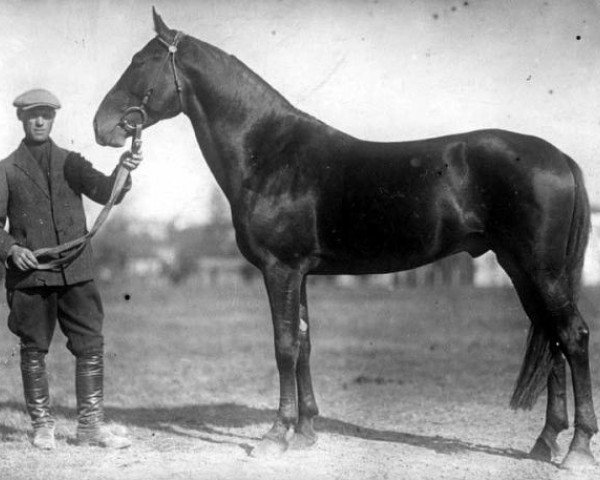 stallion Dodyrj (Orlov Trotter, 1926, from Barchuk (RU))