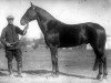 stallion Dodyrj (Orlov Trotter, 1926, from Barchuk (RU))