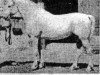 stallion Klad 4856 (Orlov Trotter, 1944, from Gorizont)