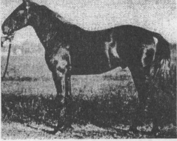 stallion Livan (Orlov Trotter, 1924, from Shkiper)