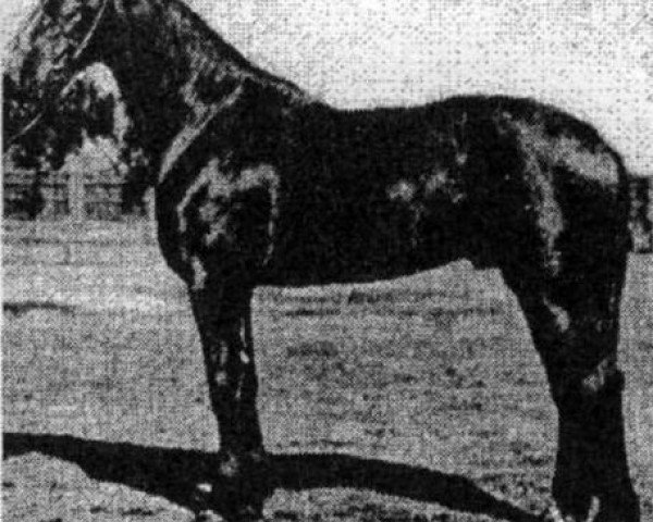 stallion Lad 3127 (Orlov Trotter, 1936, from Raskol)