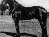 stallion Lad 3127 (Orlov Trotter, 1936, from Raskol)