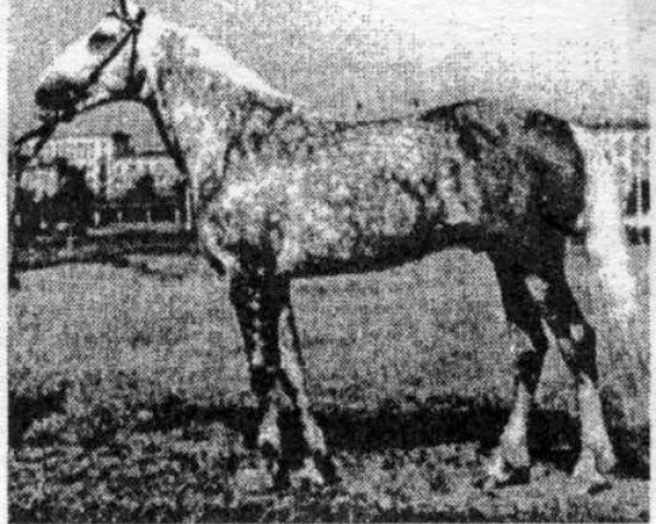 stallion Lepet 6703 (Orlov Trotter, 1950, from Lad 3127)