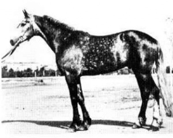 stallion Vulkan 8338 (Orlov Trotter, 1959, from Lepet 6703)