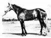 stallion Vulkan 8338 (Orlov Trotter, 1959, from Lepet 6703)