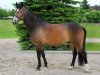 dressage horse Merlin 1112 (unknown, 2003)