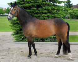 dressage horse Merlin 1112 (unknown, 2003)