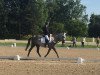 dressage horse Espri (Trakehner, 2011, from Elfado)