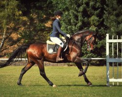 dressage horse Ferrero Küsschen 6 (Hannoveraner, 2009, from Farewell III)