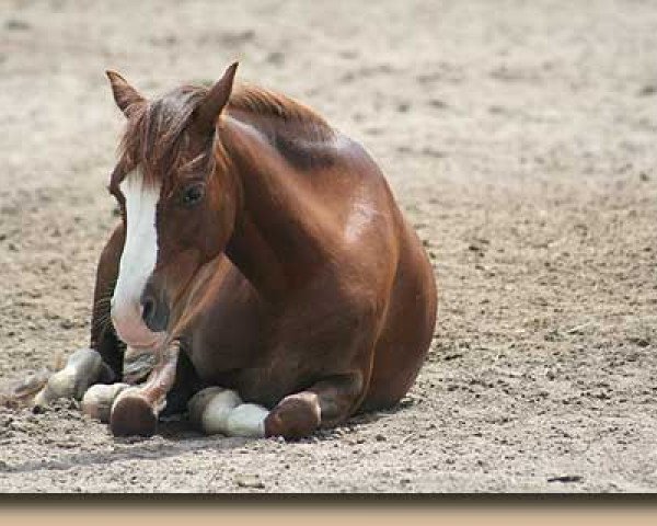 dressage horse Chery Lady (unknown, 1996)