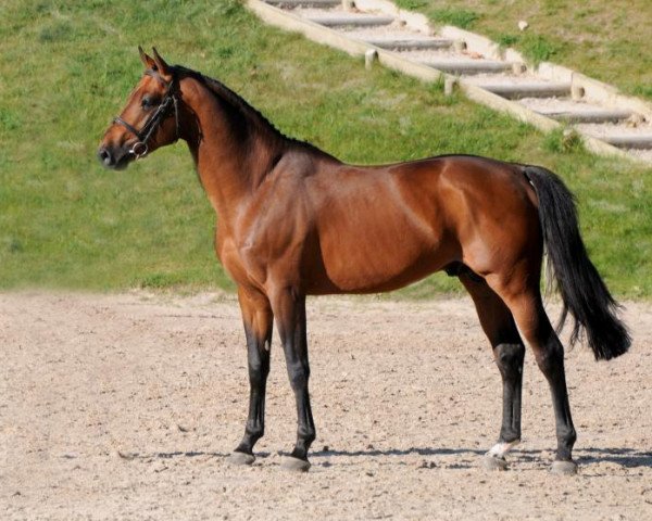 stallion Urano de Cartigny (Selle Français, 2008, from Diamant de Semilly)